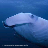Manta Ray